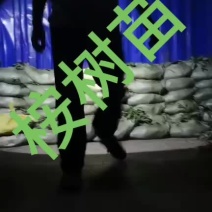 3229品种桉树苗，泥杯薄膜袋，成活率高，耐寒