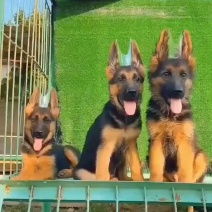 精品德国牧羊犬德牧犬黑背锤系疫苗齐全