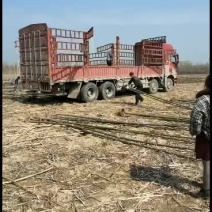 泡桐23456公分规格齐全价格低大型种植基地送货上门