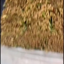 邯郸临漳韭菜专业提供