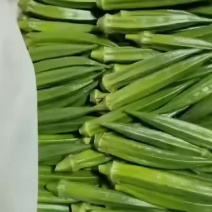 秋葵（高碑店新发地蔬菜批发）