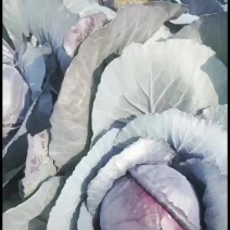 紫甘蓝2000亩基地上货，直供平台.商超，出口，欢迎对接