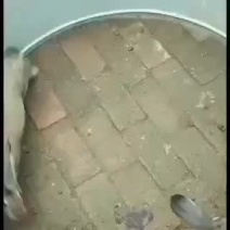 种兔养殖场欢迎你前来洽咱们场繁育为一体