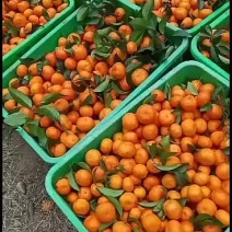 广西金秀县头排镇瑶壮沙糖桔