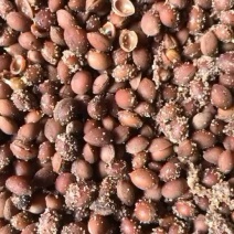 毛樱桃种子，嫁接各种李子苗沾木，量大从优