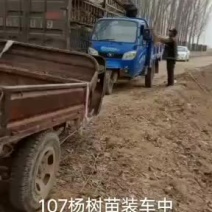山东黑杨，107速生杨杨树苗基地