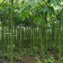 大量供应美丽木棉大小规格都有