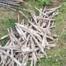 优良脱毒甘蔗种苗欢迎订货