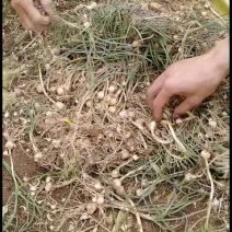 野生小蒜先挖小蒜，当天瓦当天发