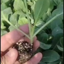 韩绿甘蓝抗病性好的种苗