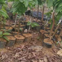 牛油果苗/新品种越南4号嫁接苗