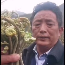 高海拔野生蕨菜现菜现打包