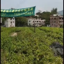 广西油茶苗补贴油茶苗岑软3号嫁接苗