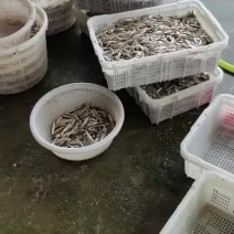 鱼干/炸鱼干/香酥鱼干/枫树坝水库新鲜炸鱼干