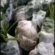 棕苞树苗棕树苗食用棕包苗基地直供货源充足