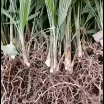 棕树苗棕苞树苗食用棕包树苗基地大量供应