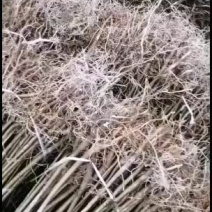 千年桐采购基地，买油桐苗请选择重庆俊尧专业油桐培育公司