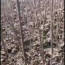 油桐树苗批发采购，买油桐苗请选择重庆俊尧专业油桐培育公司