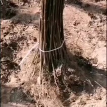 2公分油桐树批发，买油桐苗请选择重庆俊尧专业油桐培育公司