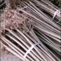 4公分油桐树批发，买油桐苗请选择重庆俊尧专业油桐培育公司