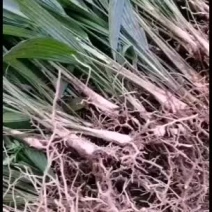 棕苞树苗棕树苗食用棕苞树苗基地大量供货货源充足