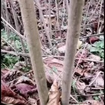 5公分油桐树批发，买油桐树请选择重庆俊尧专业油桐培育公司