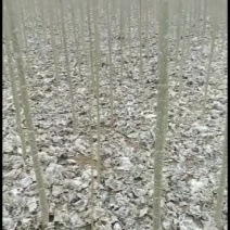北京102无蕠杨树苗！