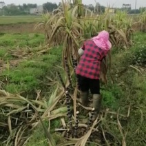 优良新鲜甘蔗种苗，需要的老板速下订