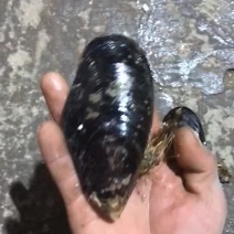 海虹，青口贝，淡菜，贻贝鲜活发货个头大，肥度好