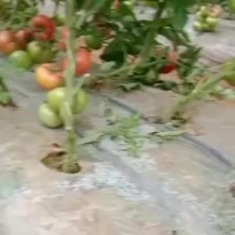 宁夏银川灵武市硬粉西红柿种植基地代办点
