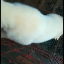 小下司犬，小公一枚动力好，猎性好喜欢的来秒