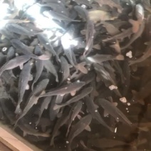 大量批发各种淡水鱼价格时价