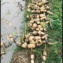 新6号二季苗种又开挖欢迎来咨询订购