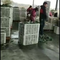 精品西兰花，散装，泡沫箱