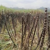 现砍现卖新鲜甘蔗种苗
