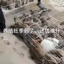 你养殖我回收帮你发家致富咱们场免费提供笼子饲料