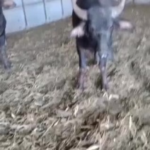 孟拉小牛，小牛犊，养殖小牛都是散养的，适合育费，一手货源