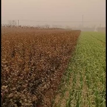大量出售卫矛，价格便宜质量好。
