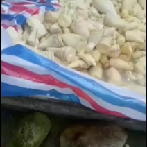 春笋笋肉水煮笋，生笋肉
