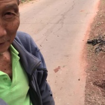 小金豆中货1.5，诚信代办代发