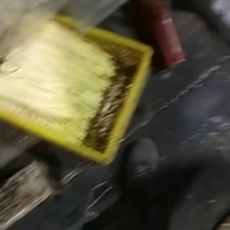 四季供应新鲜蒲菜物美价廉，寻找各地合作商