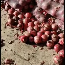 山东聊城冷库红美精品洋葱大量有货。欢迎下单