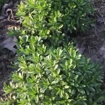 养心菜、高钙菜、救心菜、费菜、景天三七。