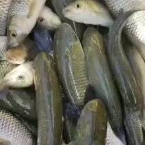 草鱼苗是一斤4~6尾，大量出售