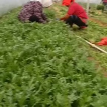 出售优质精品茼蒿优质精品