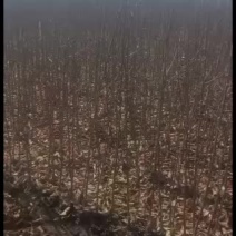 123果树苗，鸡心果树苗，龙丰，黄太平树苗预定中，三天左