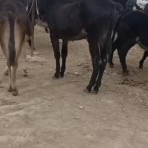 骡马驴牛羊有需要的联系我价格不高
