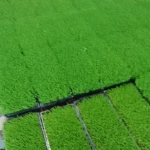 豌豆苗，常年出售豌豆苗新鲜有机健康