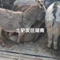 土驴有需要的快快行动联系我哦