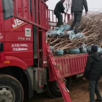 黄栌丛生黄栌河北保定正宗黄栌2至8公分10万株